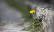 City Council Reverses Ban on Use of Weedkiller