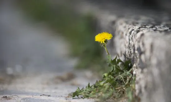 City Council Reverses Ban on Use of Weedkiller