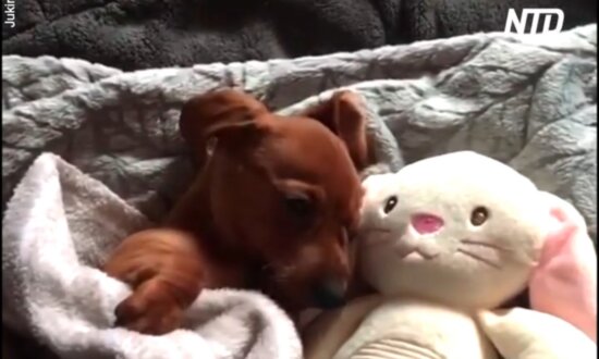 Cute Dachshund Cuddles Inside Blanket With Soft Toy