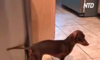 Dog Taps Tail on Bin to Make Drum Sound While Owner Sings Along