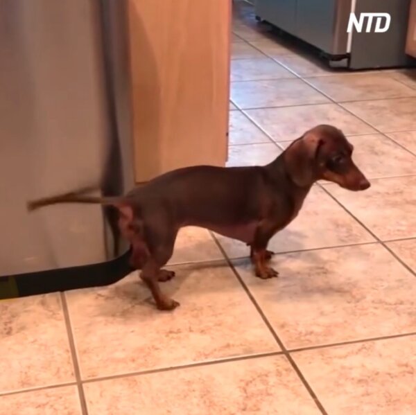 Dog Taps Tail on Bin to Make Drum Sound While Owner Sings Along