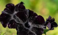 From Gothic to Gorgeous: How Black Flowers Are Transforming Gardens Worldwide