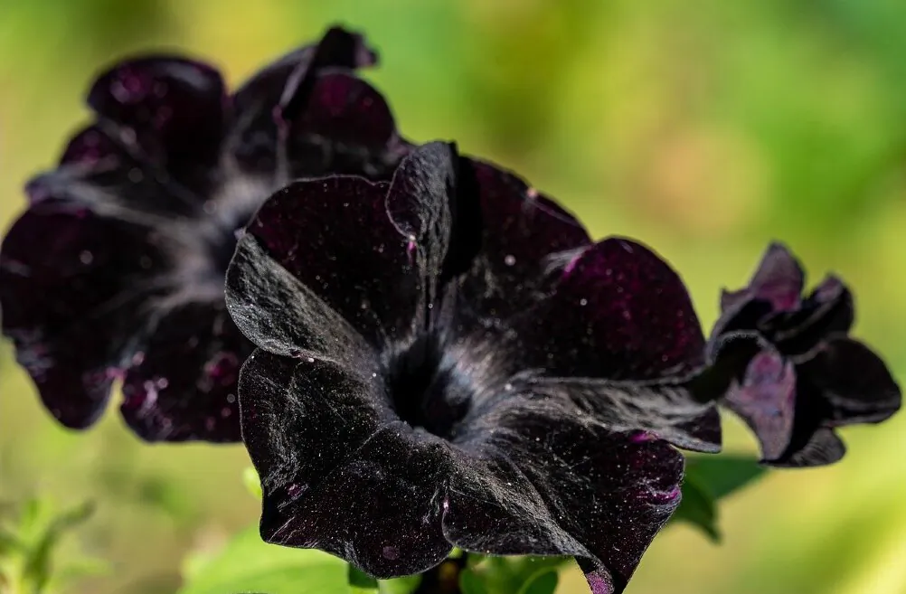 Black Petunia in a flower bed. (Alexei/Pixabay)