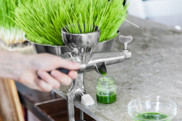 Wheatgrass: A Nutrient-rich and Controversial Treatment for Gut Health