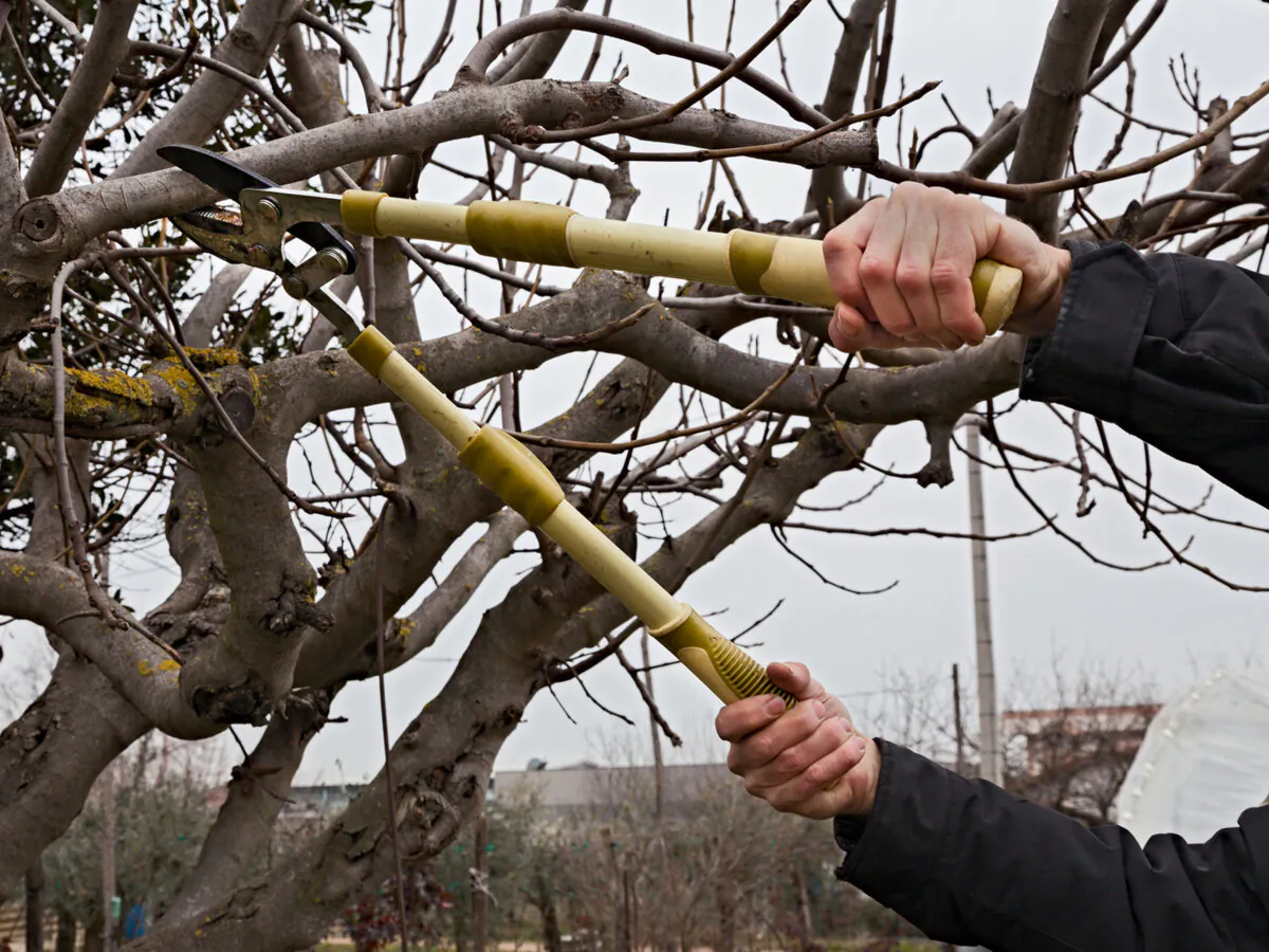 Trimming trees is essential to enhance their appearance, prevent overgrowth, and maintain overall health. Regular trimming helps ensure the tree receives ample sunlight, moisture and nutrients for a thriving yard. (Dreamstime/TNS)