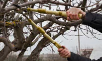 Can I Hire a Tree Service in Winter?