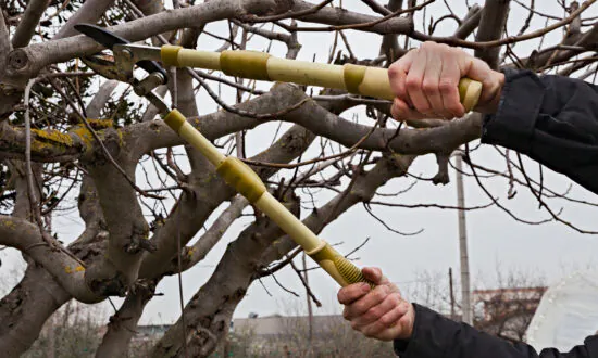 Can I Hire a Tree Service in Winter?
