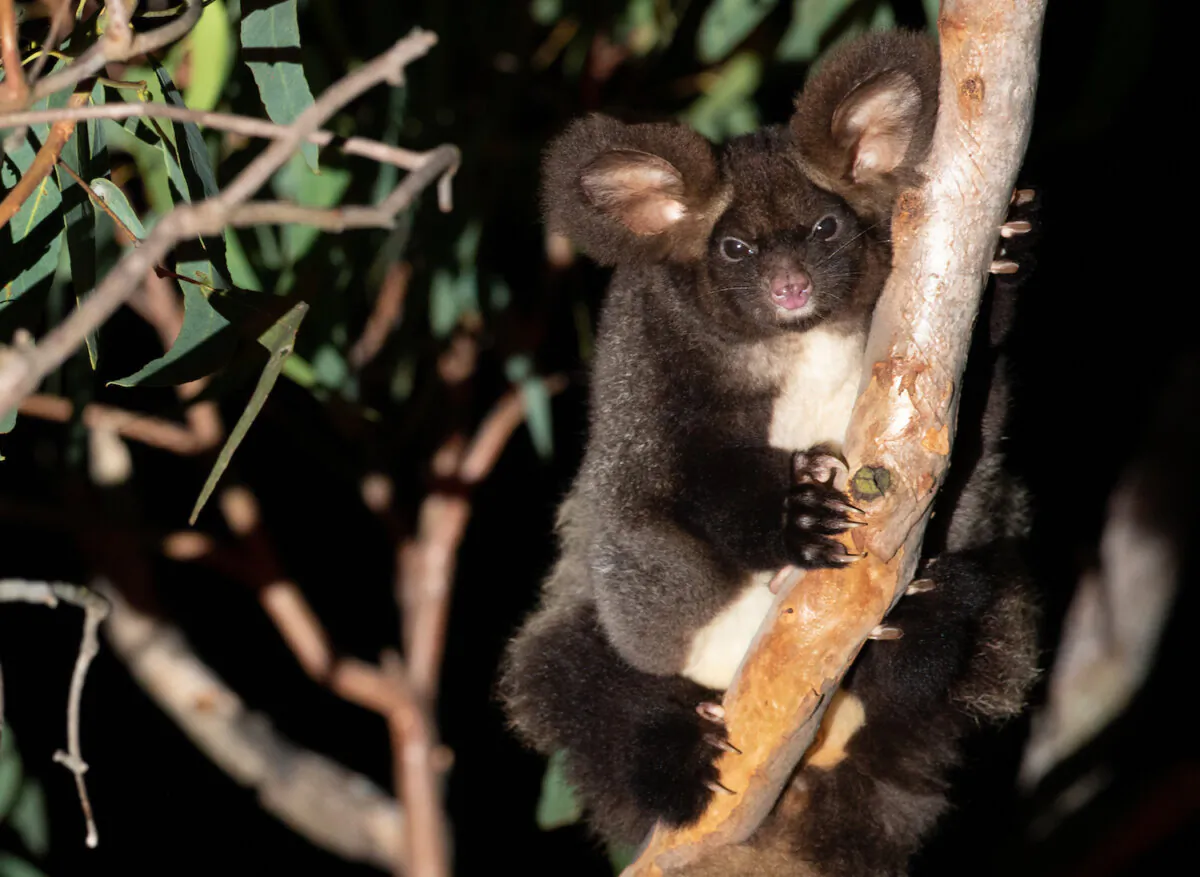 A supplied undated image obtained July 5, 2022 shows a greater glider in a patch of old growth forest south of Brisbane. Australia's greater glider has gone from threatened to endangered in the space of six years. (AAP Image/Supplied by WWF Australia, Josh Bowell)