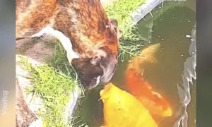 Bailey the Boxer Gives Koi Kisses!