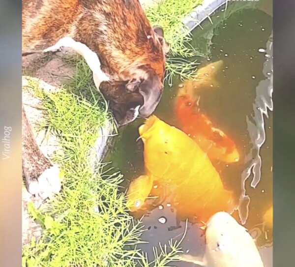 Bailey the Boxer Gives Koi Kisses!