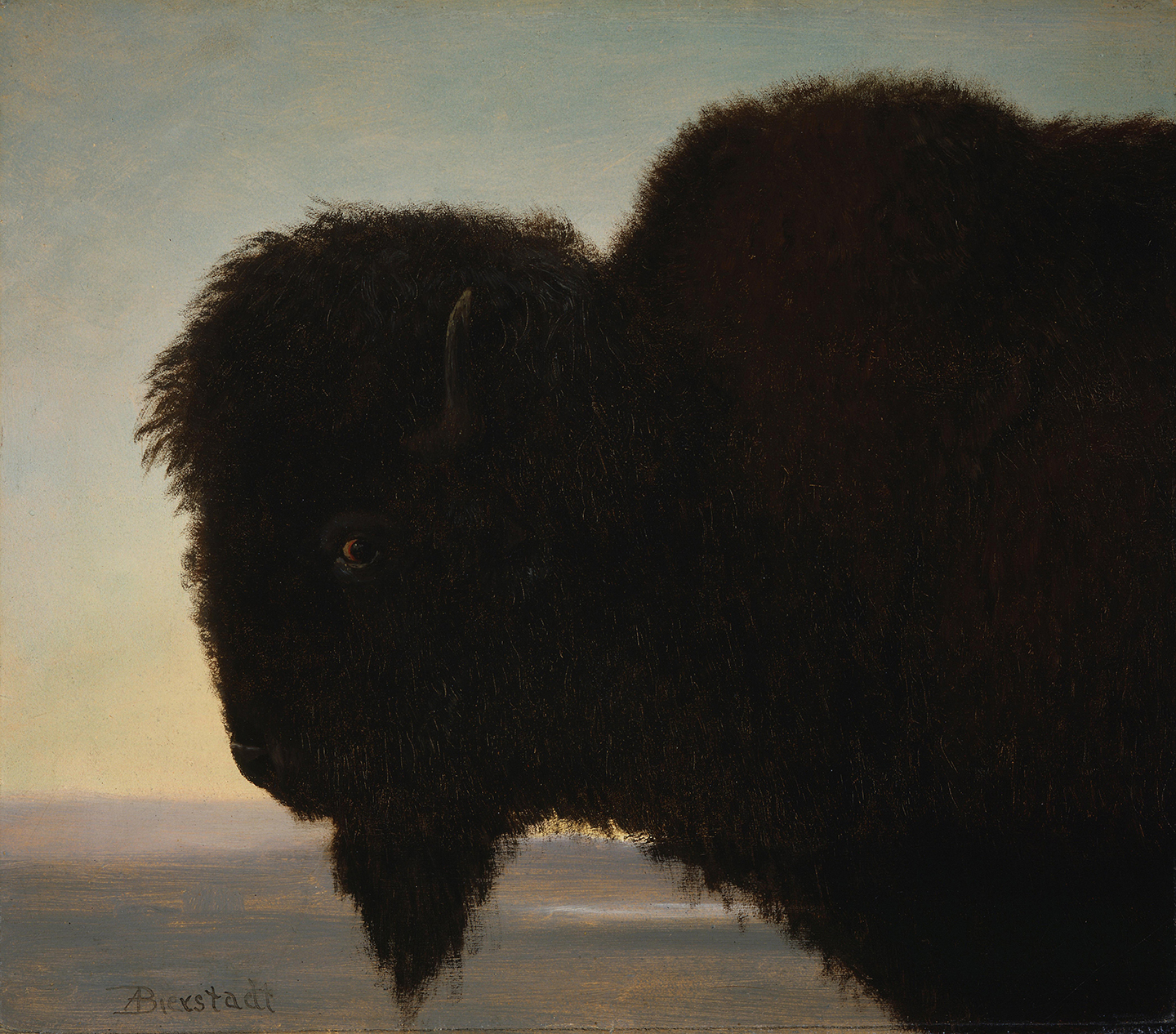 Buffalo head by Bierstadt