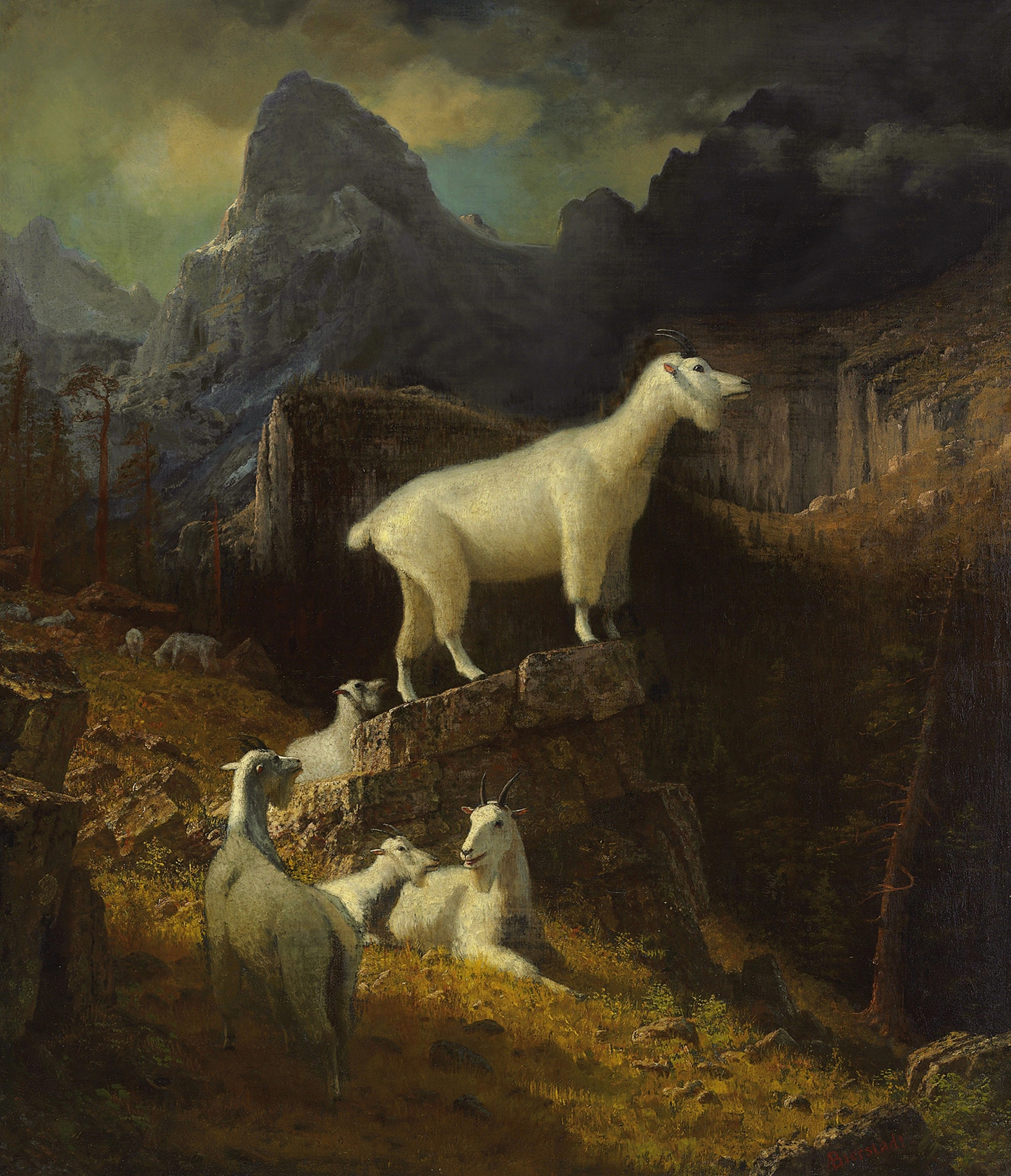 Rocky Mountain Goats by Bierstadt