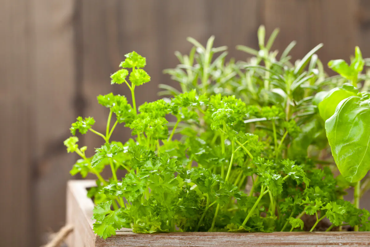 Keep your favorite herbs within easy reach for cooking and seasoning by growing them in containers. A few pots set by your door and grill or on the patio, deck or balcony make it easy to include some homegrown flavor.                          (Shawn Hempel/Dreamstime/TNS)