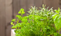 Growing Container Herbs