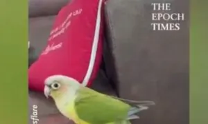 Adorable Parrot Shows Off Dance Moves, Vocal Talents