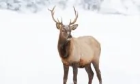 Midwinter Meat Meditations