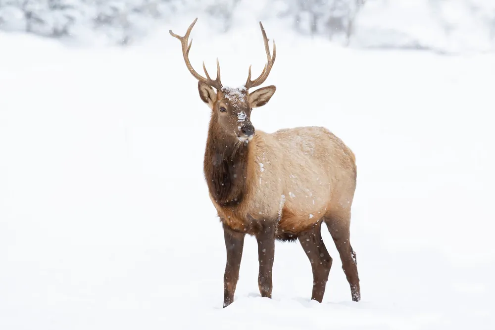 Elk season differs depending on the state but generally runs somewhere between August and January. (Jim Cumming/Shutterstock)