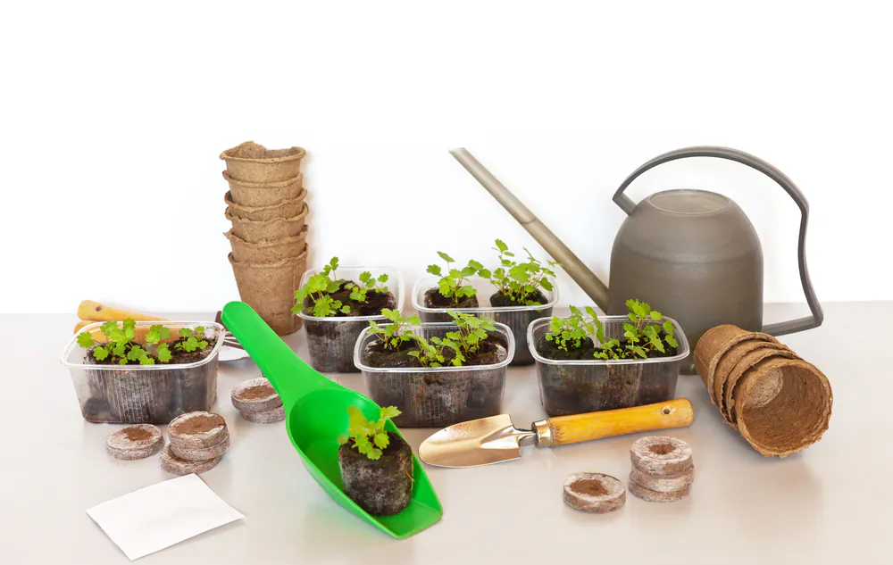 Most any plant can be started indoors and transplanted when the timing is right. (Katvic/Shutterstock)