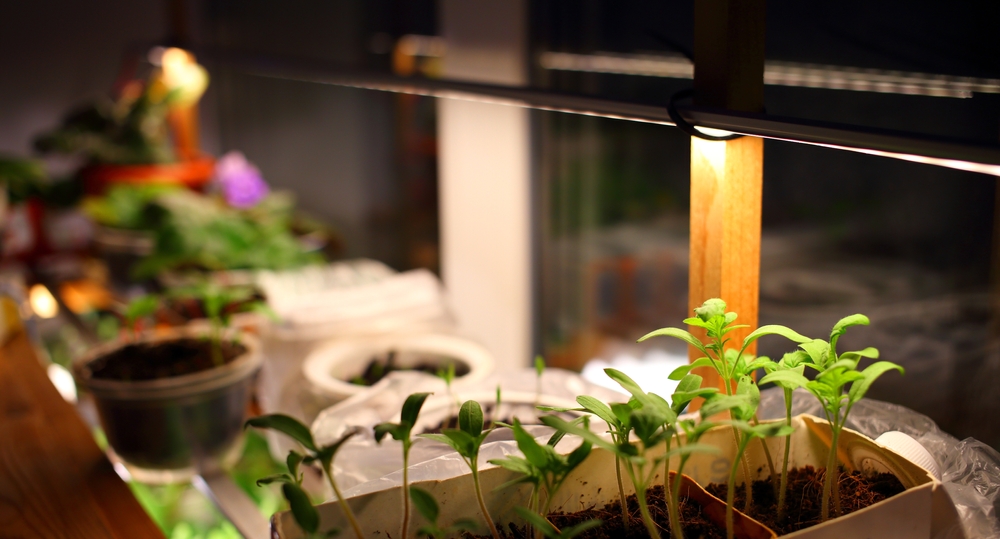 A combination of fluorescent and natural lights is usually best for plants. (EvgeniusD/Shutterstock)