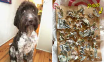 Adorable Dog Never Did Anything Wrong—Then One Day He Eats $4,000 in Cash: VIDEO