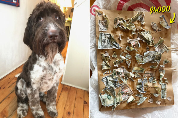 Adorable Dog Never Did Anything Wrong—Then One Day He Eats $4,000 in Cash: VIDEO