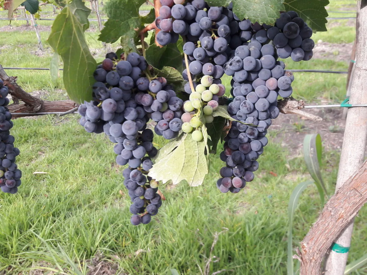 Grapes in San Miguel de Allende Mexico. (Curtis Heideman/Dreamstime/TNS)