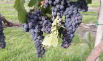 A Wine Tour Through the Vineyards of Mexico