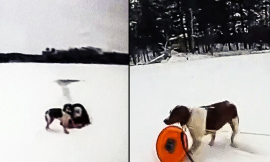 VIDEO: Dog Helps With 'Amazing Rescue' After 65-Year-Old Owner Falls Into Icy Michigan Lake