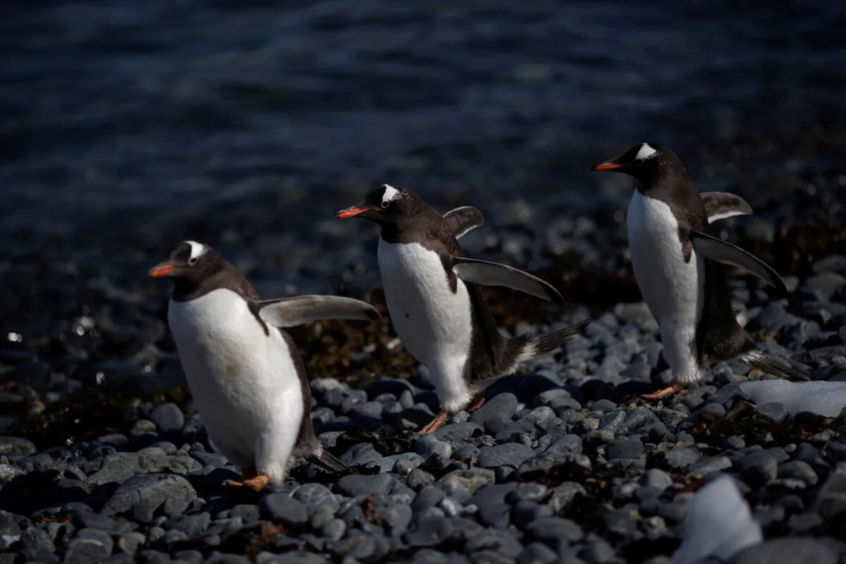 A group of gentoo penguins walk along Quentin Point, Anvers Island, Antarctica, on Feb. 4, 2020. (Ueslei Marcelino/Reuters)
