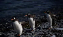 Bird Flu Found in Penguins Near Antarctica, 200 Chicks Dead