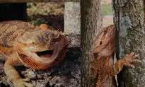 Outbreak of Rare Salmonella Strain Linked to Pet Bearded Dragons