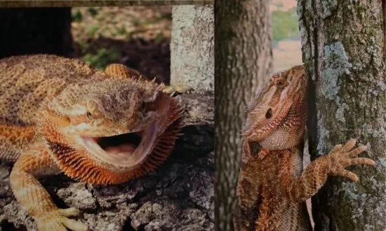 Outbreak of Rare Salmonella Strain Linked to Pet Bearded Dragons
