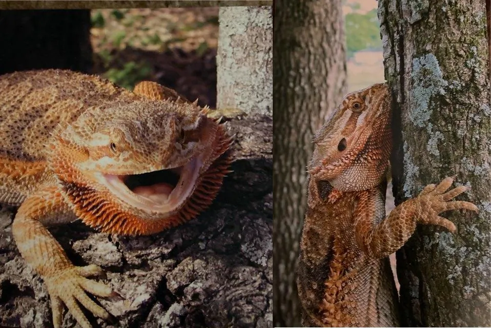 Photos of Matilda, a bearded dragon that was kept in Terry Pinkstaff's science classroom at Dinsmore Elementary School in Jacksonville, Fla. (Courtesy of Terry Pinkstaff)