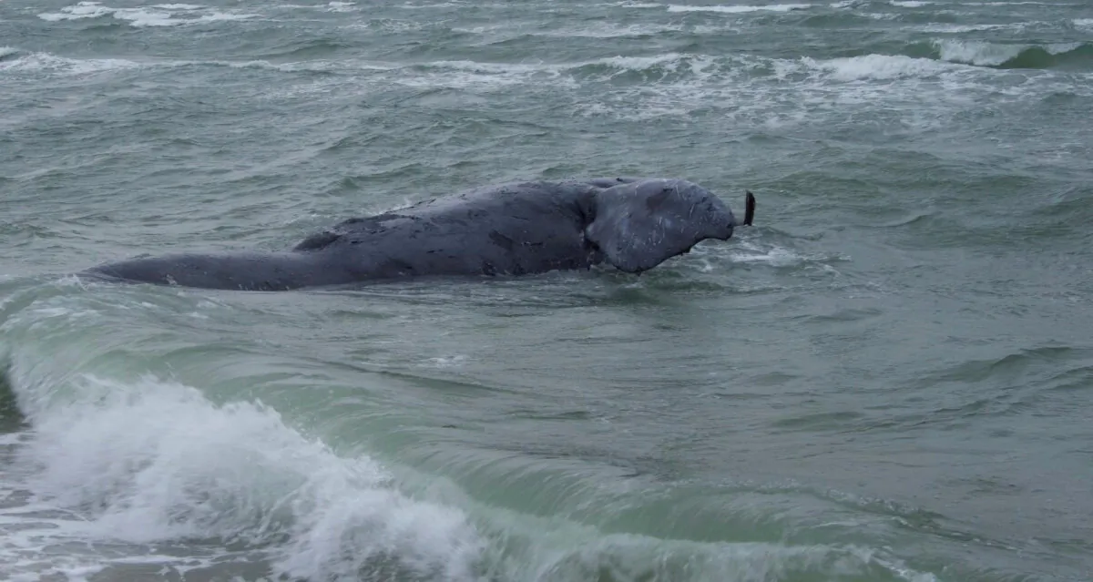 A female right whale was found dead off Martha's Vineyard, Mass., on Jan. 28, 2024. (Michael Moore/©Woods Hole Oceanographic Institution via AP)