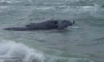 Rare Whale Found Dead Off Massachusetts May Have Been Entangled, Authorities Say