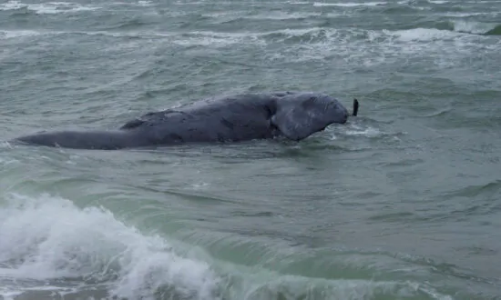 Rare Whale Found Dead Off Massachusetts May Have Been Entangled, Authorities Say