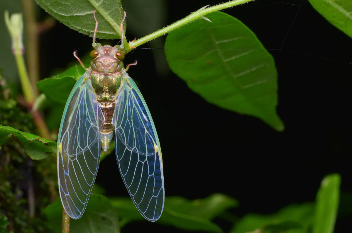 Almost all periodical cicadas have red eyes and almost all annual cicadas have black eyes. (SIMON SHIM/Shutterstock)