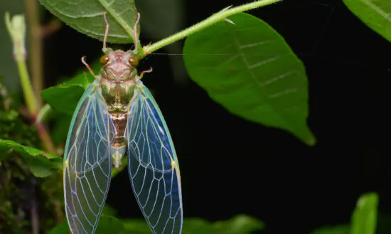 Are Cicadas Going to Be a Problem This Year?