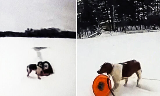 VIDEO: Dog Helps With ‘Amazing Rescue’ After 65-Year-Old Owner Falls Into Icy Michigan Lake