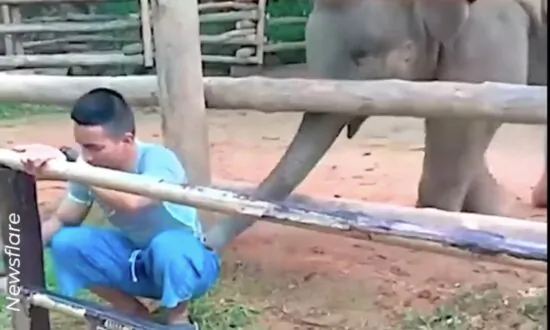 Too Cute! Playful Baby Elephant Prods Mahout With His Trunk