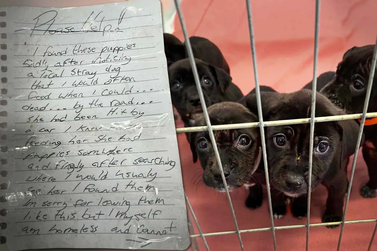 (Courtesy of Fayetteville Animal Protection Society)