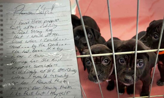 'Unnamed Man' Drops Off Crate of Puppies With Heartbreaking Note on Doorstep—Here's What It Said