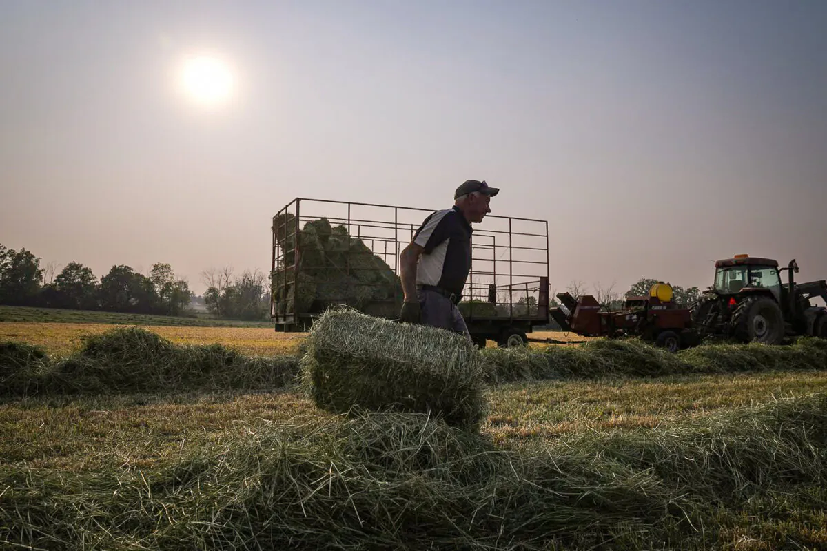 Farmer Randy Spoelstra carries a bale of hay as he works a field in Hamilton, Ont., on June 7, 2023. (The Canadian Press/Chris Young)