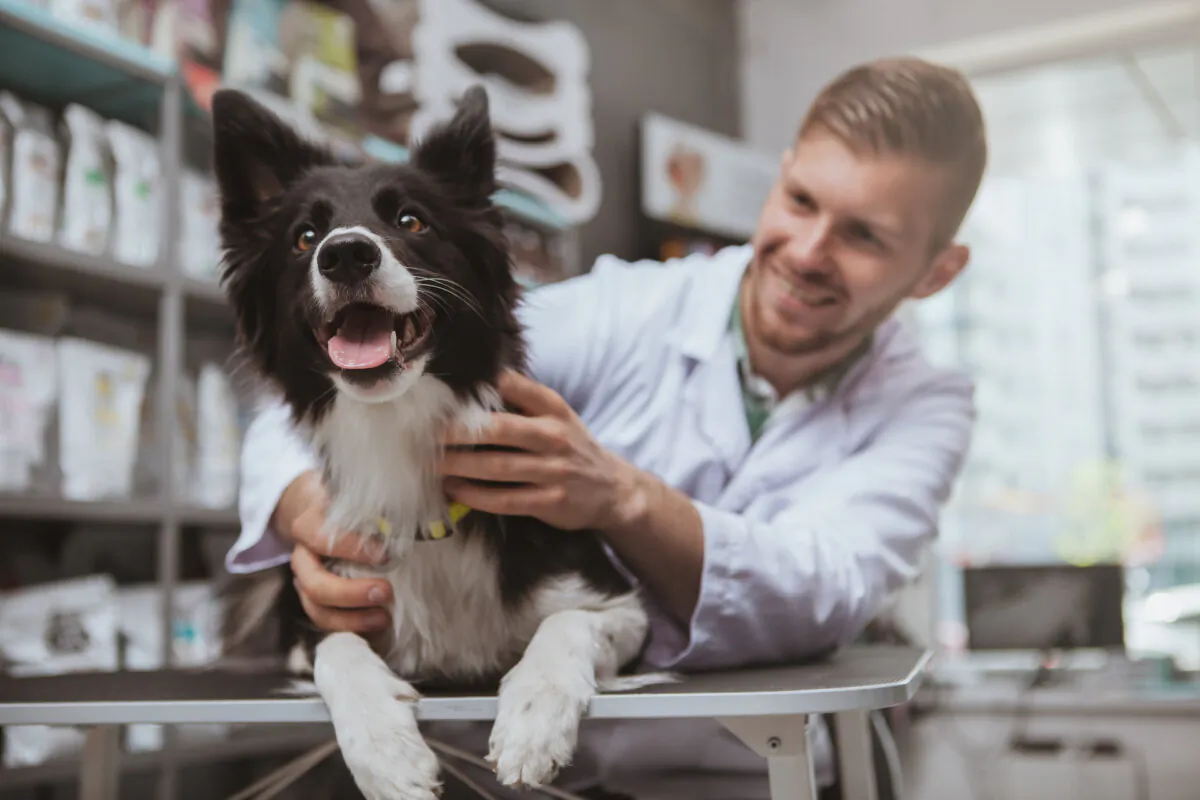 Most veterinarians agree that the best gift of all is when clients express their appreciation during a visit and send an occasional card of thanks. (MAD_Production/Shutterstock)