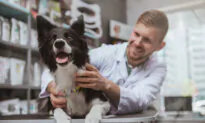 Thank Veterinarian for Great Care