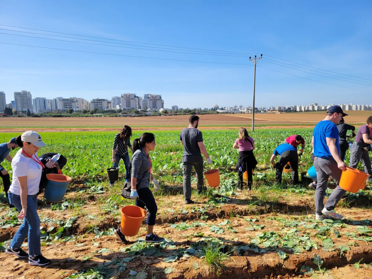 Momentum Unity volunteers pick kohlrabi in Israel in January 2024. (Courtesy of Bethann Johnston) 