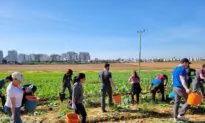 Israeli Farms and Farmers Hit Hard by the War