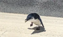 Little Lost Penguin Halts Flights at New Zealand Airport
