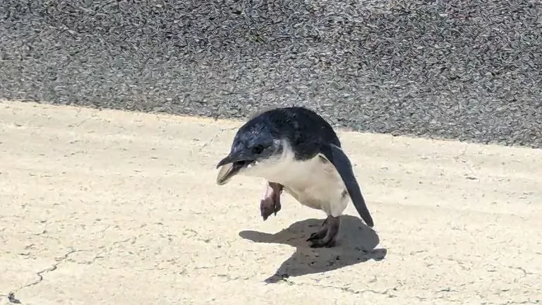 The little penguin, nicknamed "Manu" on the runway of Wellington Airport. (Courtesy of Wellington International Airport)