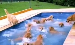 Bunch of Adorable Golden Retrievers Splash Around in Pool